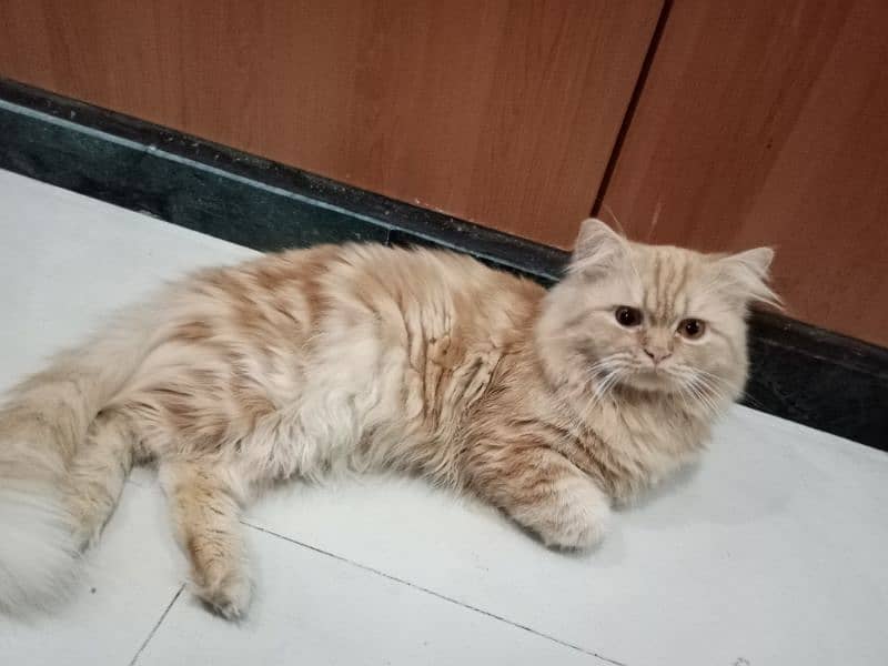 Persian cat for sale because I am shifting abroad 1