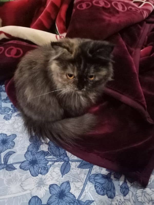 Persian cat for sale because I am shifting abroad 2