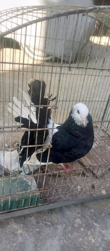 pigeon 3 breeder male for sale 1