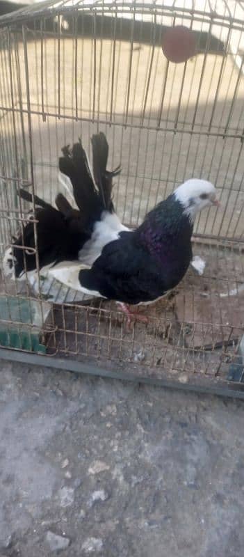 pigeon 3 breeder male for sale 3