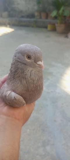 pigeon Indian male