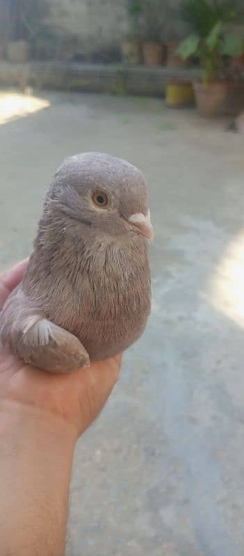 pigeon 3 breeder male for sale 4