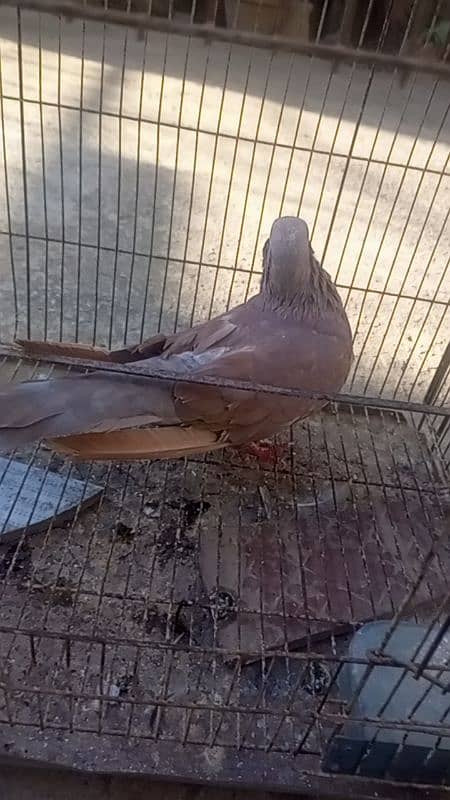 pigeon 3 breeder male for sale 5