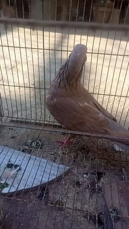 pigeon 3 breeder male for sale 6