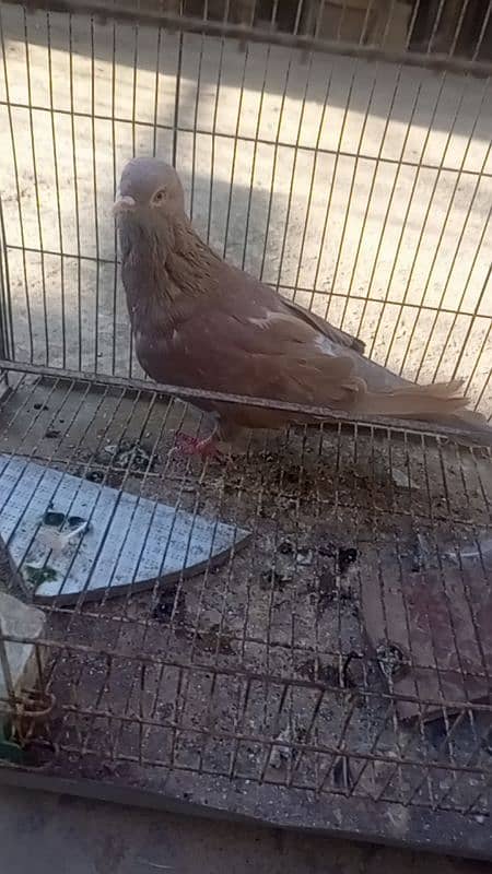 pigeon 3 breeder male for sale 8