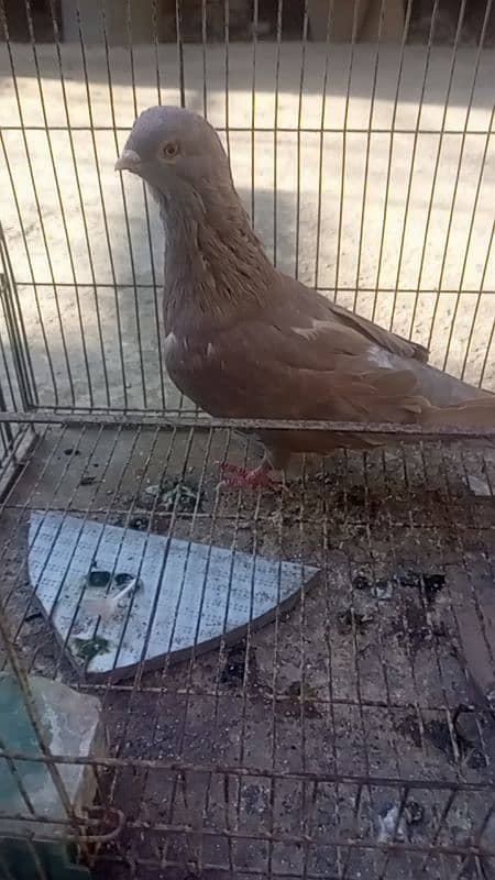 pigeon 3 breeder male for sale 9