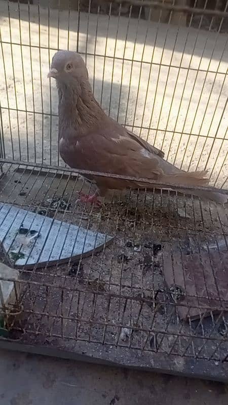 pigeon 3 breeder male for sale 10