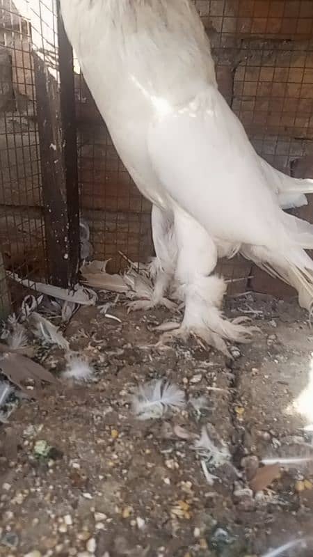 pigeon 3 breeder male for sale 14