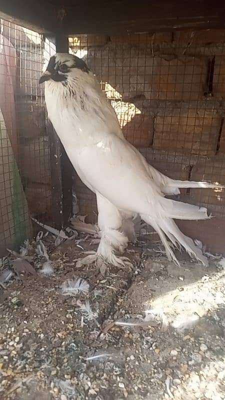 pigeon 3 breeder male for sale 15