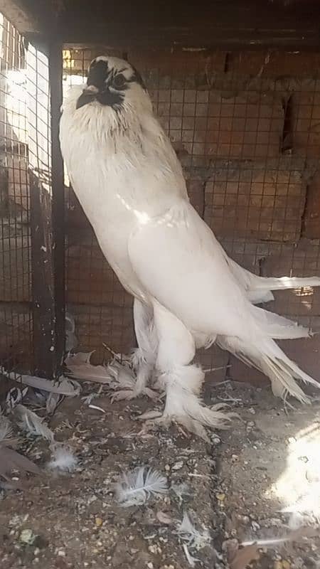 pigeon 3 breeder male for sale 16