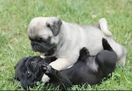 Pug Dog Puppies For Sale In Multan. 0