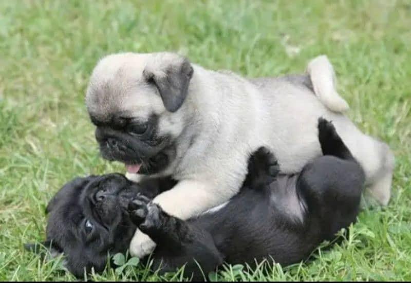 Pug Dog Puppies For Sale In Multan. 0