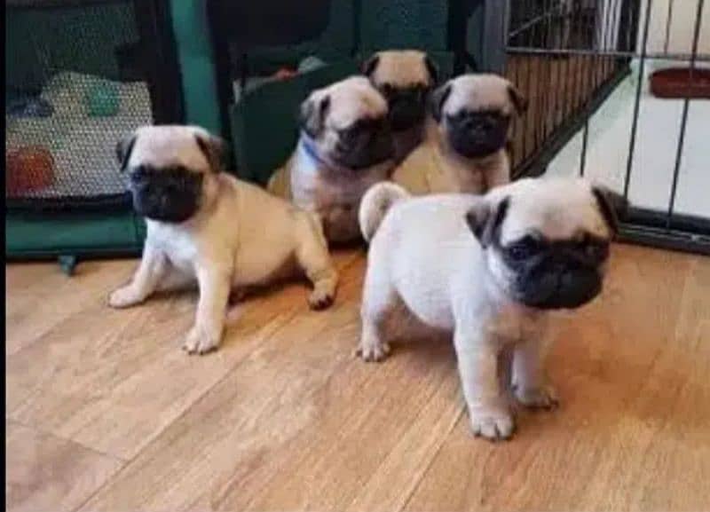 Pug Dog Puppies For Sale In Multan. 1