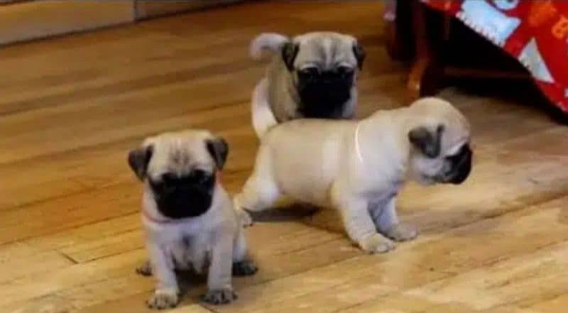 Pug Dog Puppies For Sale In Multan. 2