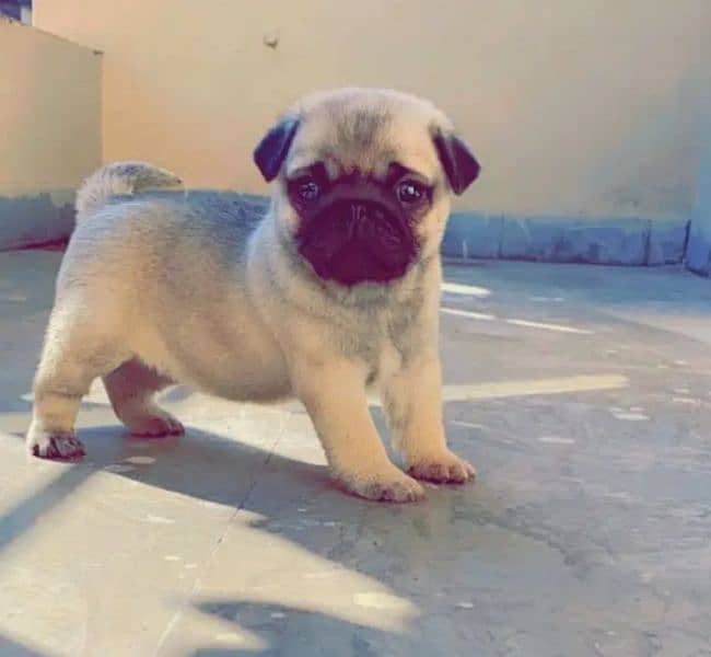 Pug Dog Puppies For Sale In Multan. 3