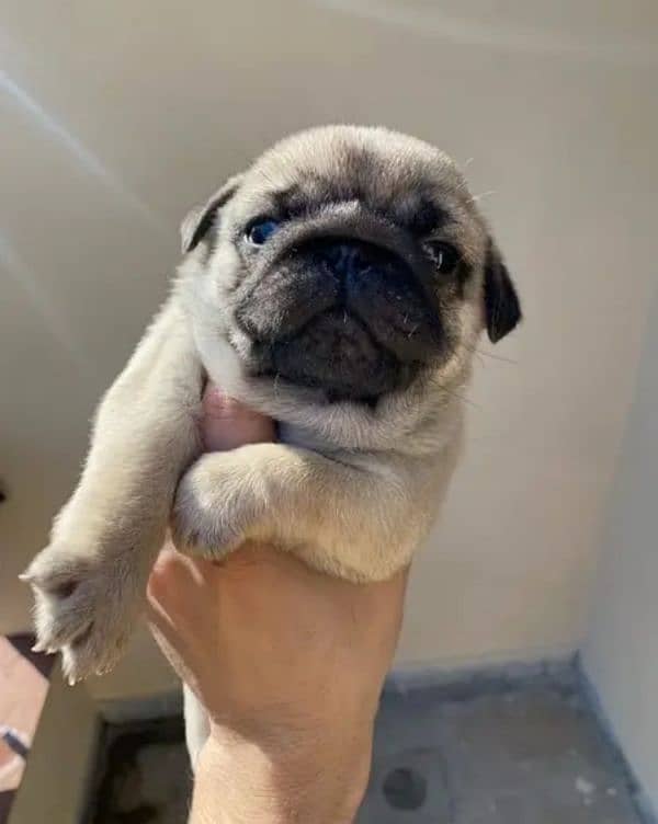 Pug Dog Puppies For Sale In Multan. 4