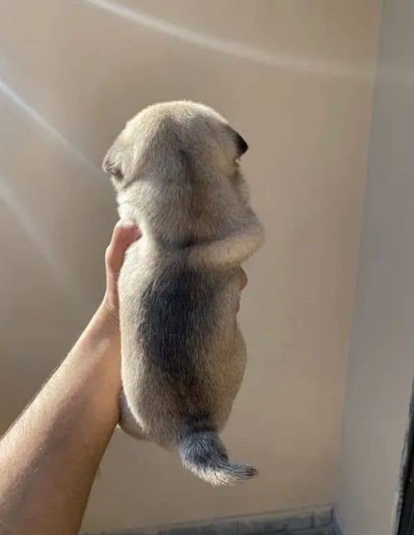 Pug Dog Puppies For Sale In Multan. 5