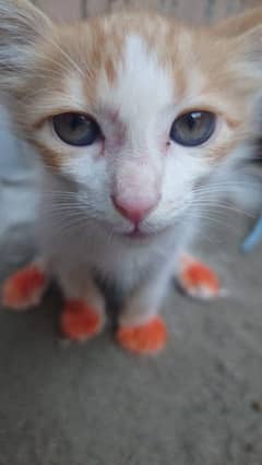 beautiful cute cat