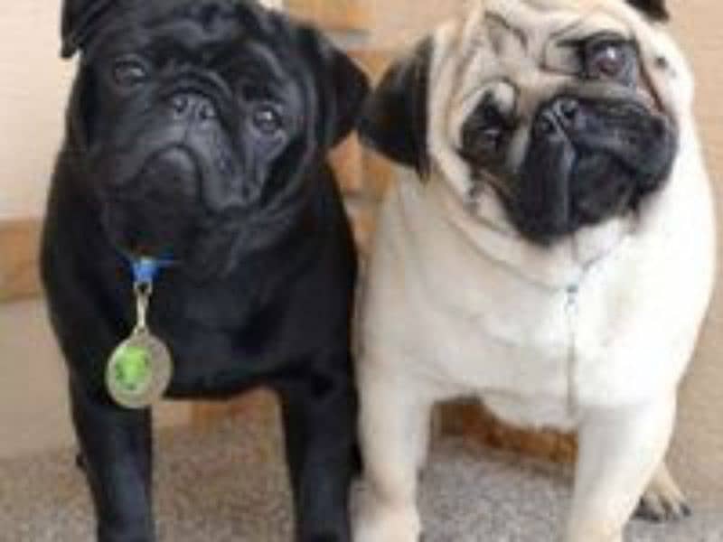 Pug Dog Puppies For Sale In Multan. 7