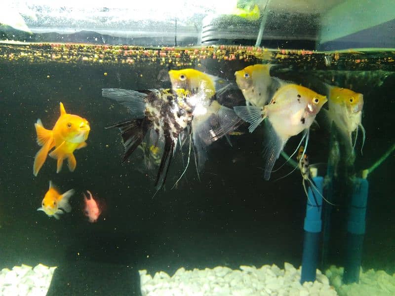 Angel Fish and goldfish Variety For Sale 0