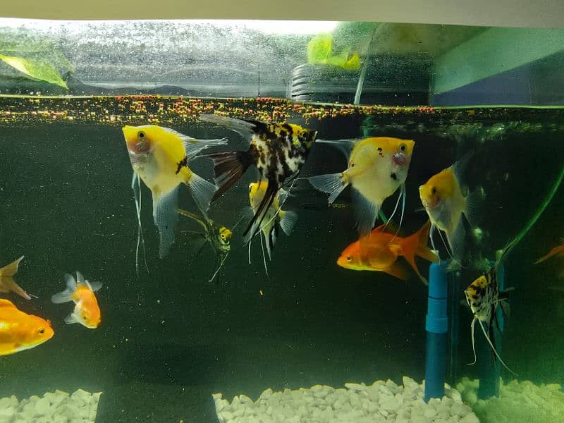 Angel Fish and goldfish Variety For Sale 1