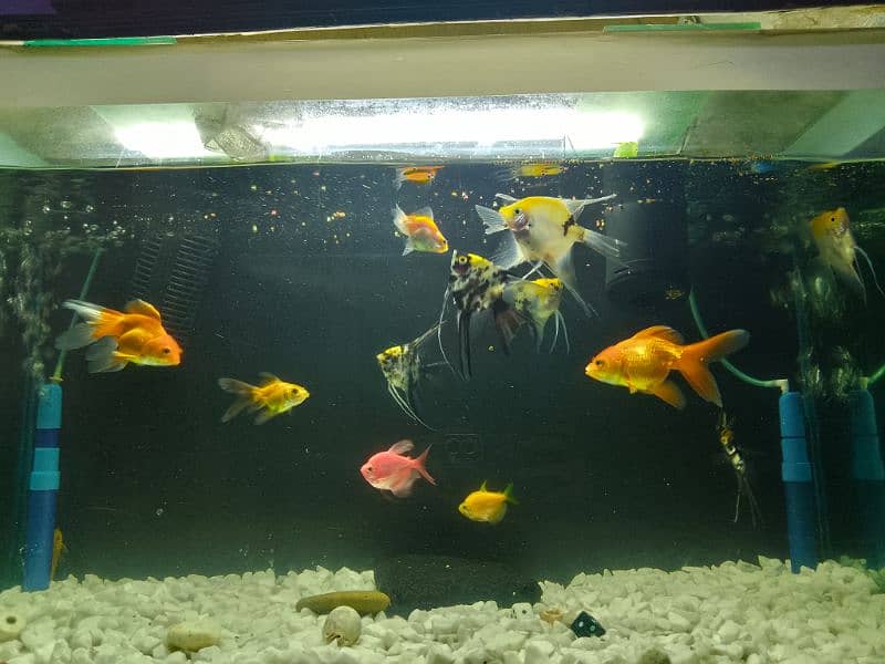 Angel Fish and goldfish Variety For Sale 2