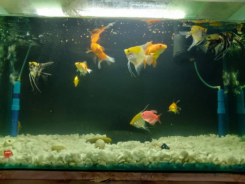 Angel Fish and goldfish Variety For Sale 3