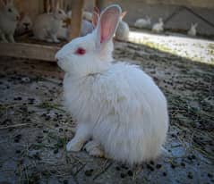 Angora rabbit