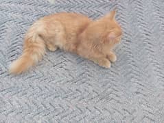 Persian cat