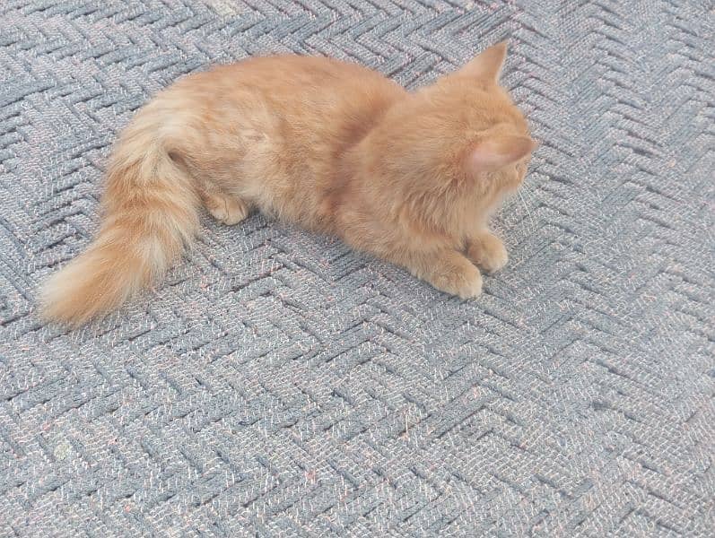 Persian cat 0