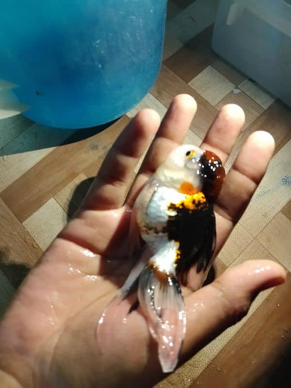 Angel Fish and goldfish Variety For Sale 4