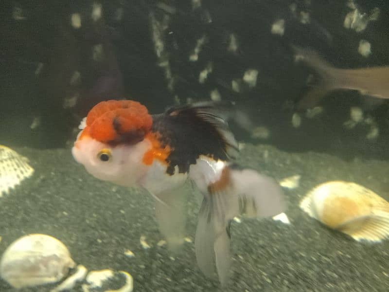 Angel Fish and goldfish Variety For Sale 6