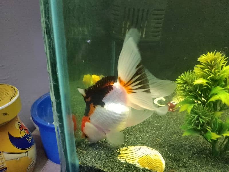 Angel Fish and goldfish Variety For Sale 7