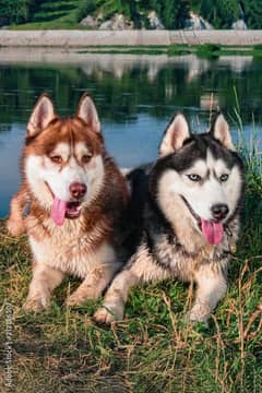 husky pair available