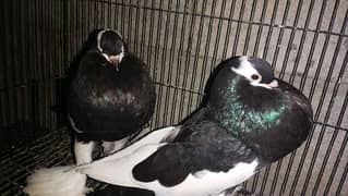 Magpie Pigeon Ghubara Kabootar For sale