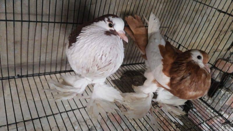 Magpie Pigeon Ghubara Kabootar For sale 3