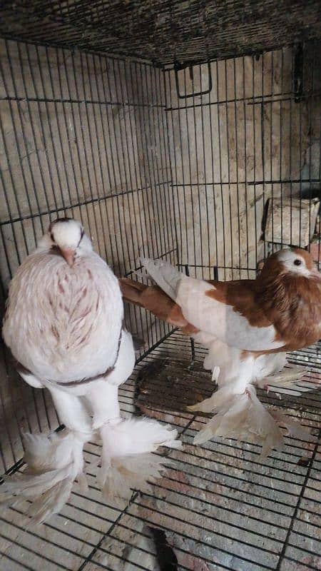 Magpie Pigeon Ghubara Kabootar For sale 4