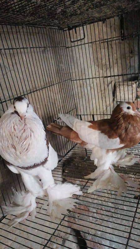 Magpie Pigeon Ghubara Kabootar For sale 6