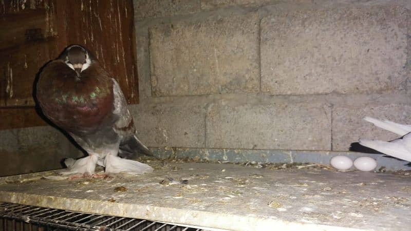 Magpie Pigeon Ghubara Kabootar For sale 7