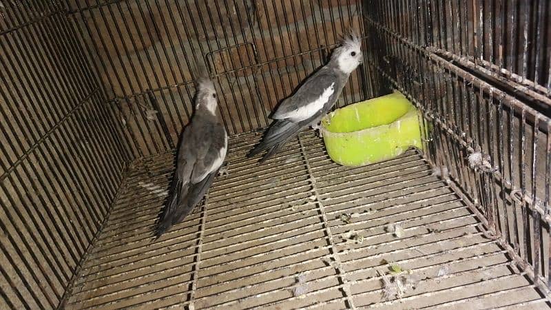 Magpie Pigeon Ghubara Kabootar For sale 8