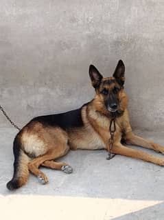 gsd stock Cort male for sale non pedigree age 10 month old