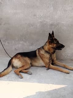 gsd stock Cort male for sale non pedigree age 10 month old