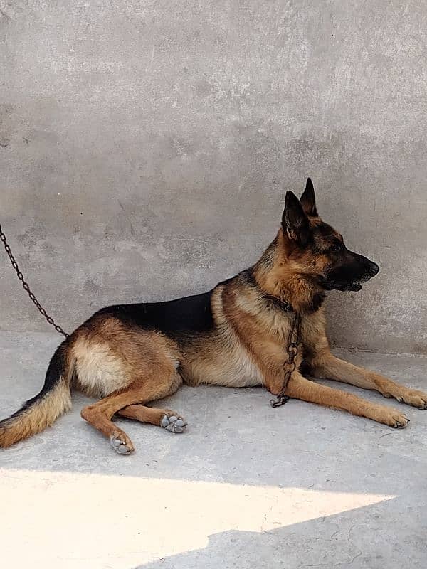 gsd stock Cort male for sale non pedigree age 10 month old 1