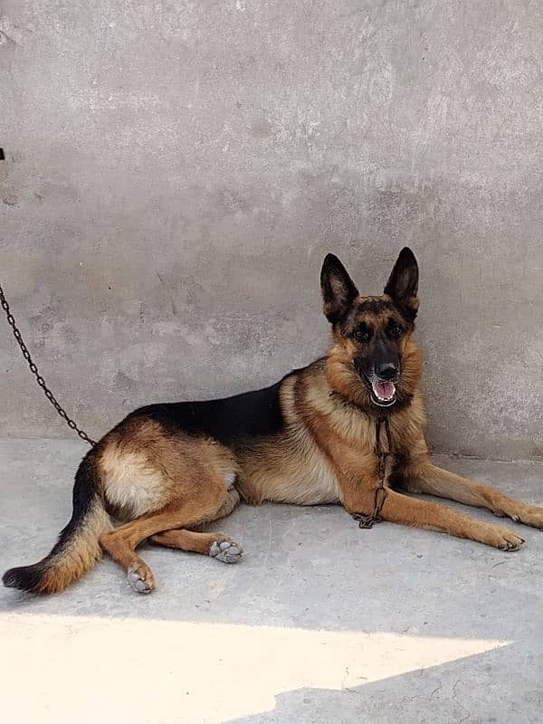 gsd stock Cort male for sale non pedigree age 10 month old 2