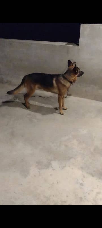 gsd stock Cort male for sale non pedigree age 10 month old 3