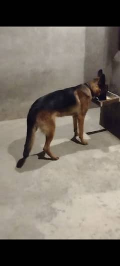 gsd stock Cort male for sale non pedigree age 10 month old