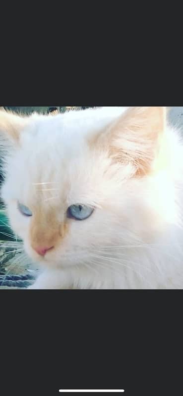 female blues eyes white cats 18