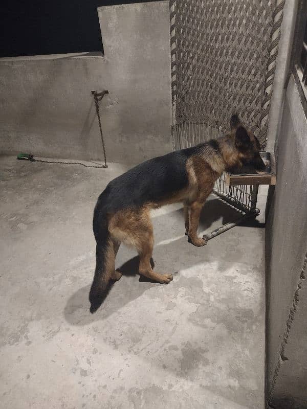 gsd stock Cort male for sale non pedigree age 10 month old 6