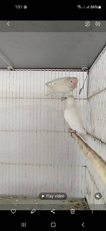 Albino red eyes breeder pairs 3