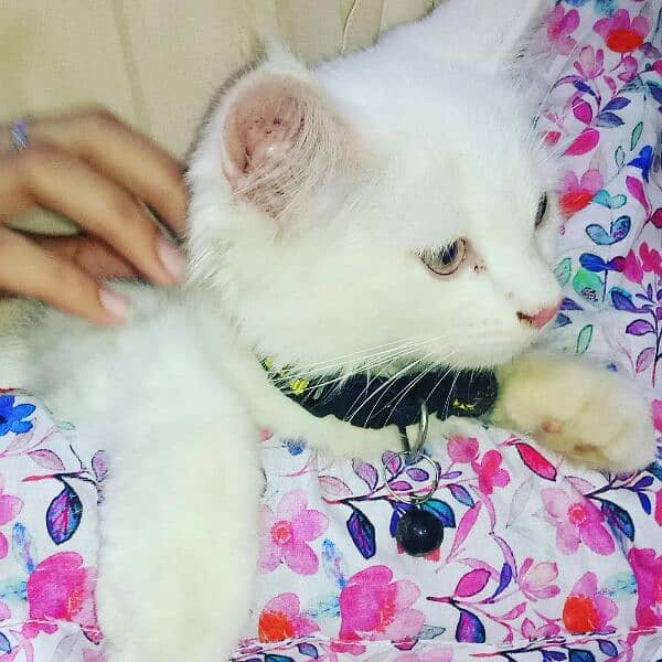 Full white pure persian kitten 03022693903 2